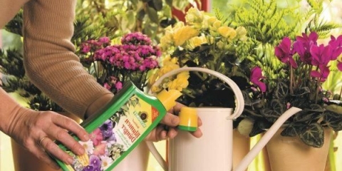 Kako hraniti cvijeće za obilno cvjetanje u bašti